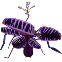 ปีศาจกาบหอยแครง